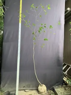 絶品。山採りサワフタギ3.0M(鉢底から)◎瑠璃色の実 - メルカリ