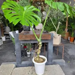 TK crush様専用② モンステラ 根上がり 8号特大苗木最高等級極上品