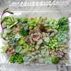 2026年最新】多肉植物 カット苗 詰め合わせの人気アイテム - メルカリ