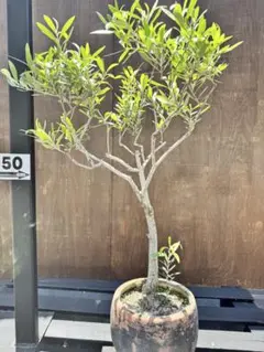 オリーブ太木挿し 古木 盆栽 発根済 - メルカリ
