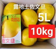 大玉限定☆ご家庭用 高知特産土佐文旦 4L〜3Lサイズ13〜18玉入り約10