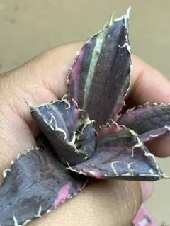 2026年最新】白鯨錦の人気アイテム - メルカリ