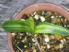 ✨最終お値下げ✨❤️希少斑入り君子蘭 楽天市場】クンシラン 斑入りの通販