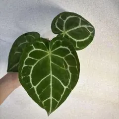 Anthurium pinkveil - メルカリ