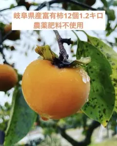 岐阜県産甘柿12個1.2キロ農薬肥料不使用