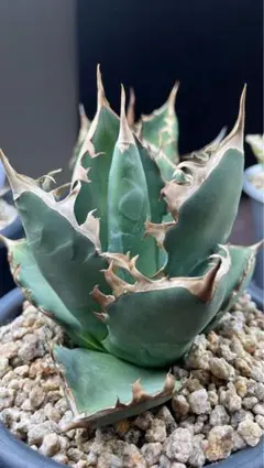 2025年最新】連棘の人気アイテム - メルカリ