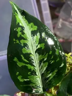 柳緑花紅 Aglaonema pictum　アグラオネマピクタム アグラオネマ ピクタム 柳緑花紅 - メルカリ