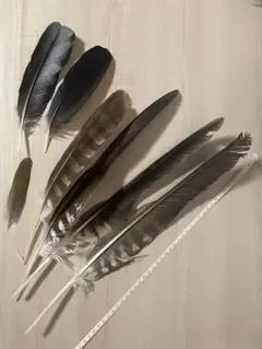鳶 （トンビ）羽根 （ 羽 ） 鳶 （トンビ）羽根 （ 羽 ）