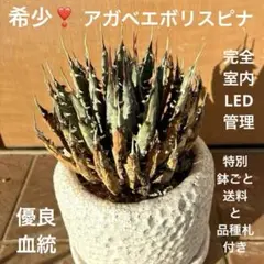 アガベ　ナサビオラム Agave nussaviorum発根済 アガベ ナサビオラム Agave nussaviorum発根済 - メルカリ