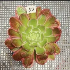 28#観葉植物アエオニウム❤️サラダボール❤️1大頭1小頭17cm 拔き苗