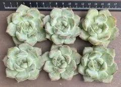 【まーまま様専用】