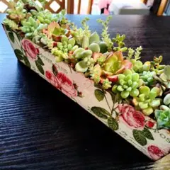 多肉植物　韓国苗　寄せ植え　リメイク鉢　このまま飾り　映像ものこのまま届け