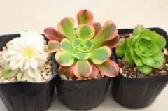 黒法師 緑カシミヤバイオレット 大きめ 全部抜き 多肉植物 - メルカリ