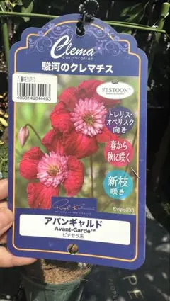 r*u様 クレマチス アバンギャルド 苗 駿河のクレマチスのサムネイル