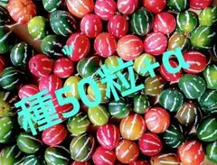 【スズメウリ様】専用・青360g/茶300g≪フォロー割特価≫ 森八 宝達葛 くずきり 8本入 - 石川県｜ふるさとチョイス - ふるさと