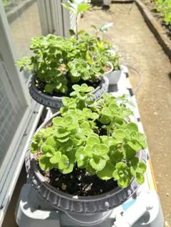 多肉植物　アロマティカス☆ しつかり根付き3本！多肉おまけ付き！初心者向き！