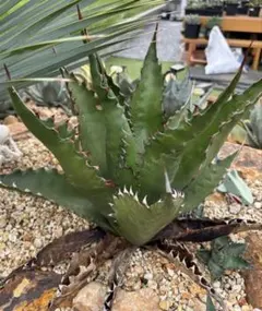 2025年最新】アガベ パリー 姫吉祥天の人気アイテム - メルカリ