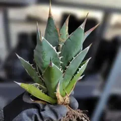 チタノタ・タワーオブバベル