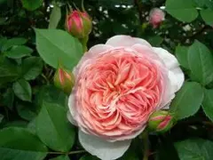 バラ苗 廃盤ＥＲ：芽接ぎ苗①【新苗】