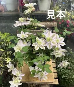クレマチス　墨絵　蕾多数　６号　アンティークカラー　現物　６ クレマチス 墨絵 蕾多数 6号 アンティークカラー 現物 1 - メルカリ