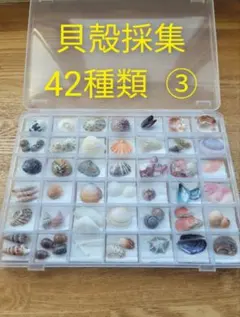 조개 컬렉션, 42종의 조개 표본을 케이스에 담았습니다 ③