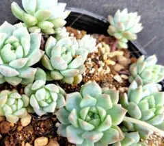 プロリフィカ①　抜き苗　鉢の中全部　多肉植物　プロリフェラ　エケベリア　セダムのサムネイル