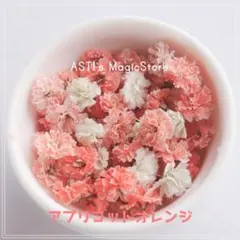 No.2075 카스미쿠사 애프리콧 오렌지