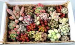 ダイダイス様 リクエスト 2点 まとめ商品