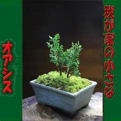 竜様 リクエスト 4点 まとめ商品