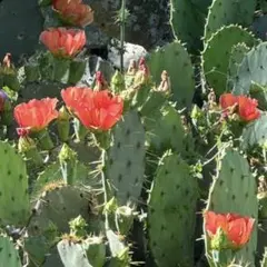 2026年最新】団扇サボテンの人気アイテム - メルカリ