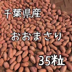 ✨千葉県産✨落花生✨おおまさりネオ種✨300粒✨ おおまさりネオ】千葉県産 生落花生！極大粒で2Kg 新豆2025年収穫