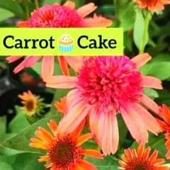 エキナセア キャロットケーキ 苗 - メルカリ