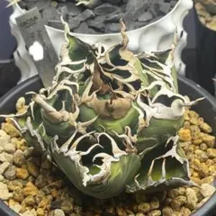 2026年最新】カクタスグリーン アガベの人気アイテム - メルカリ