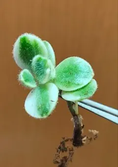 多肉植物♡斑が綺麗♪熊童子錦（抜き苗） - メルカリ