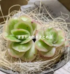 2026年最新】ラブリーローズ錦の人気アイテム - メルカリ