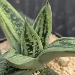 サンスベリア　ブラック　マキイラ　斑入り　インドネシア直輸入株　ピングイキュラ サンスベリア ブラック マキイラ 斑入り インドネシア直輸入株
