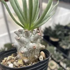 2025年最新】チレコドン ワリチーの人気アイテム - メルカリ