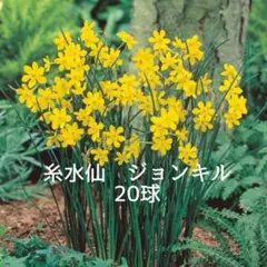 みーちゃんママ様 リクエスト 2点 まとめ商品