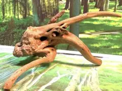 2026年最新】アク抜き済流木の人気アイテム - メルカリ