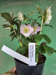 2026年最新】大木ナーサリーの人気アイテム - メルカリ