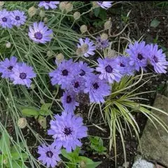 メル81618様 リクエスト 5点 まとめ商品