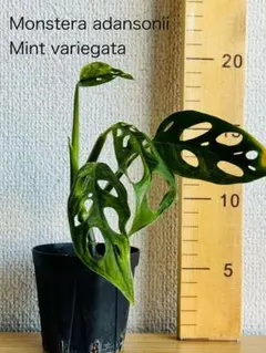 モンステラ マドカズラ 斑入り 3本 観葉植物 - メルカリ