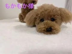 【専用】トイプードル編みぐるみ【お座りポーズ】　（大型）伏せポーズのサムネイル