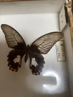 蝶の標本　ジャングルを舞う宝石(大型珍) 楽天市場】世界の珍しい本物の昆虫標本コレクション 第2弾