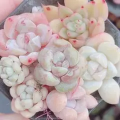 292 【メルカリ便発送】　多肉植物　寄せ植え用　小苗　詰め合わせ　セット♡