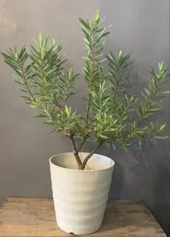 アデナンサス ウーリーブッシュ ファイバーセメント鉢 | Mercari