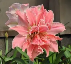 ちろまる様 リクエスト 3点 まとめ商品