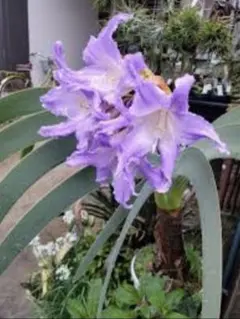 ILP様 リクエスト 2点 まとめ商品