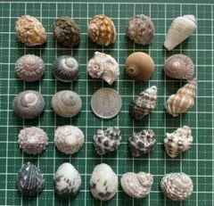 No.55 貝巻貝 ヤドカリ 宿替え 引越し ハンドメイド素材 工作