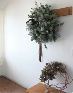 販売終了/直径64cm/生花/プンゲンストウヒと銀葉のXmasリース/壁掛け